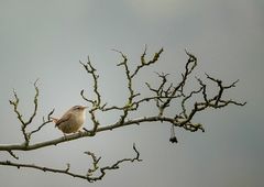 Der drittkleinste Vogel Europas