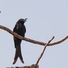 Der Drongo, König der Vögel