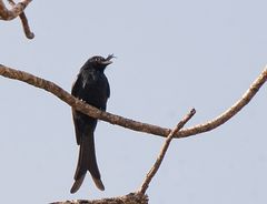 Der Drongo, König der Vögel