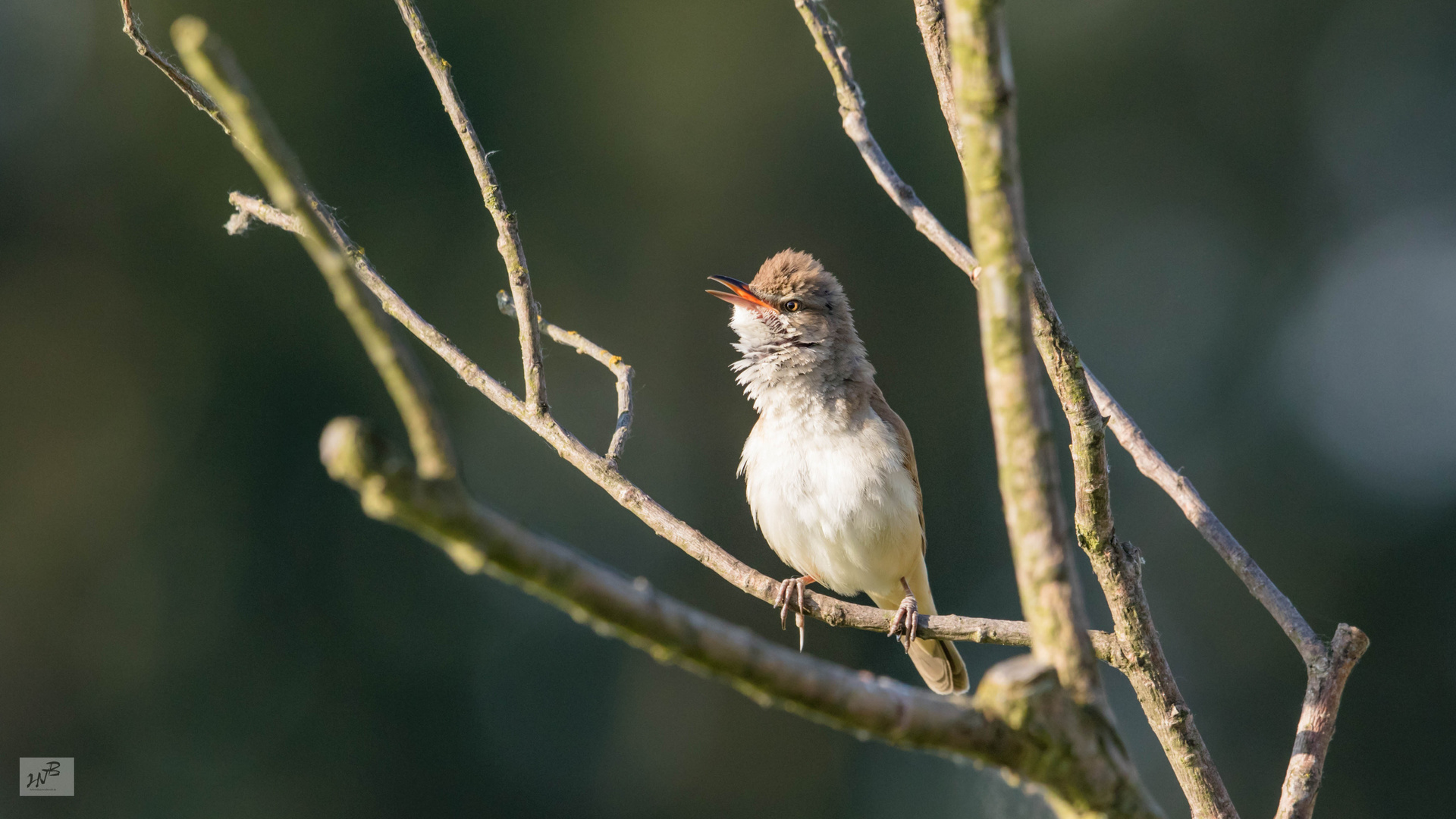 Der Drosselrohrsänger (Acrocephalus arundinaceus) 