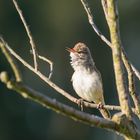 Der Drosselrohrsänger (Acrocephalus arundinaceus) 