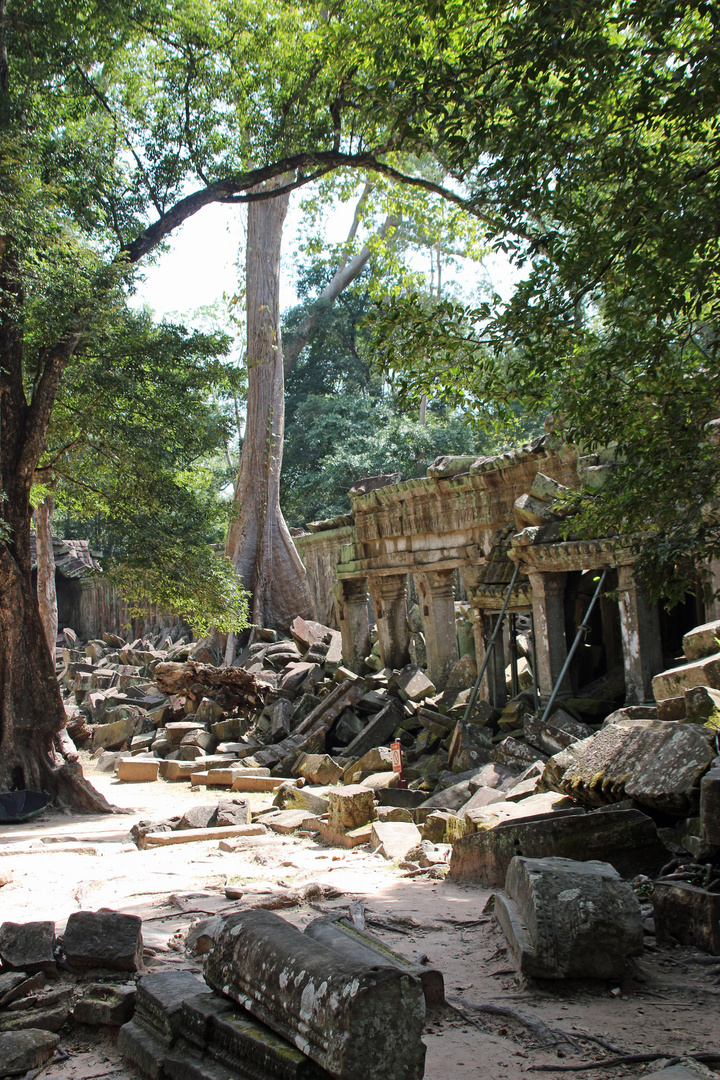 Der Dschungel gewinnt (Ta Prohm in Kambodscha)