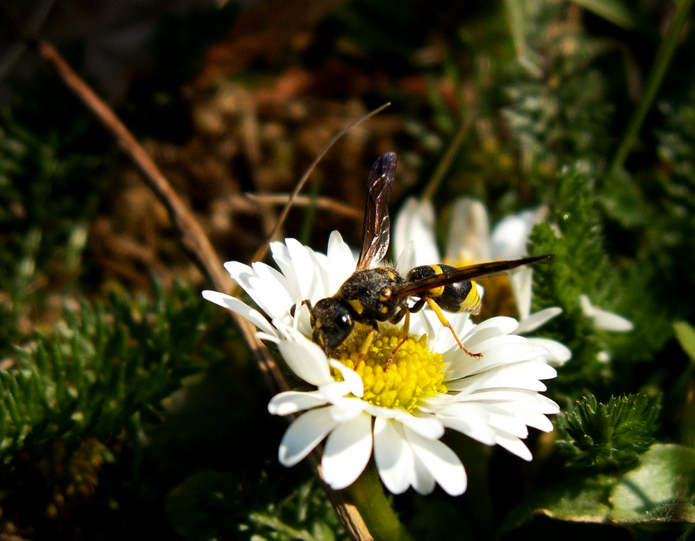 Der Dschungel im Garten