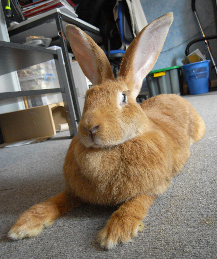 Der Dürer Hase