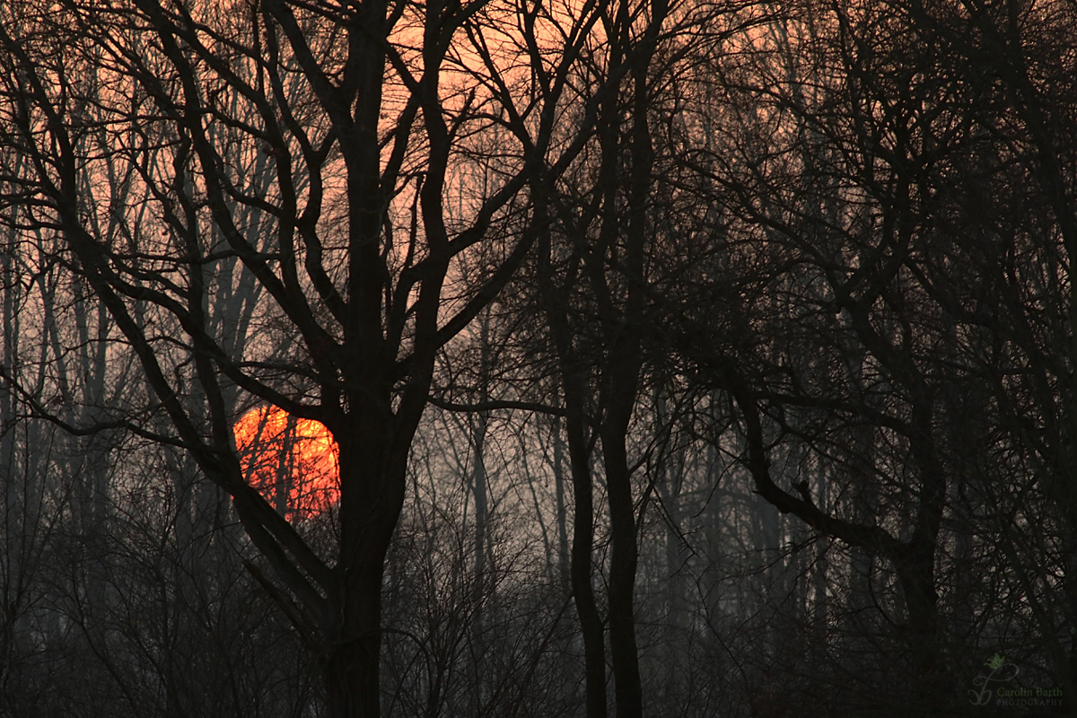 Der düstere Wald