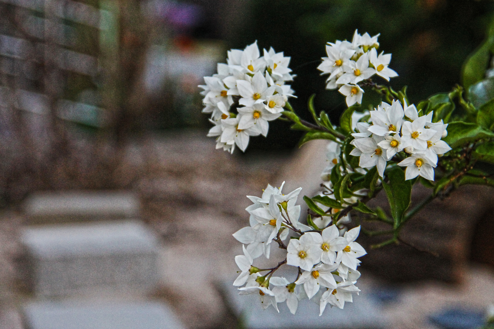 Der Duft der Blumen ist weit süßer in der Luft, als in der Hand.