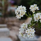 Der Duft der Blumen ist weit süßer in der Luft, als in der Hand.