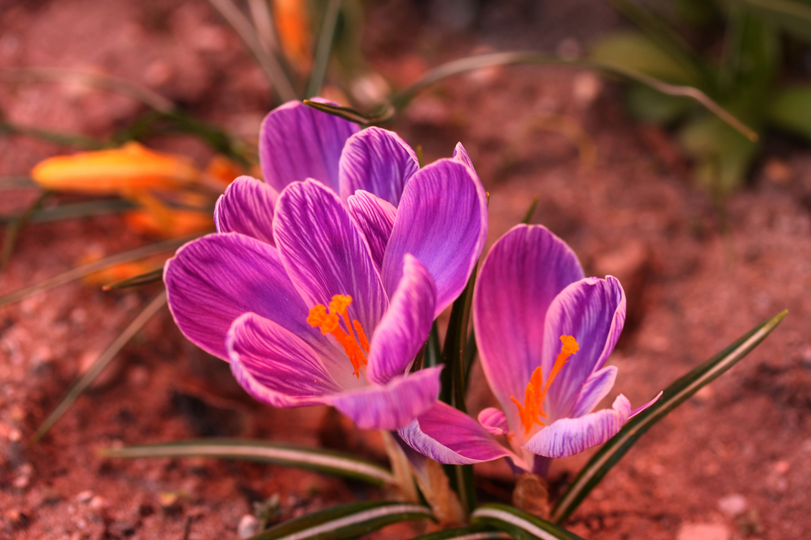 Der Duft der Blumen ist weit süßer in der Luft als in der Hand.