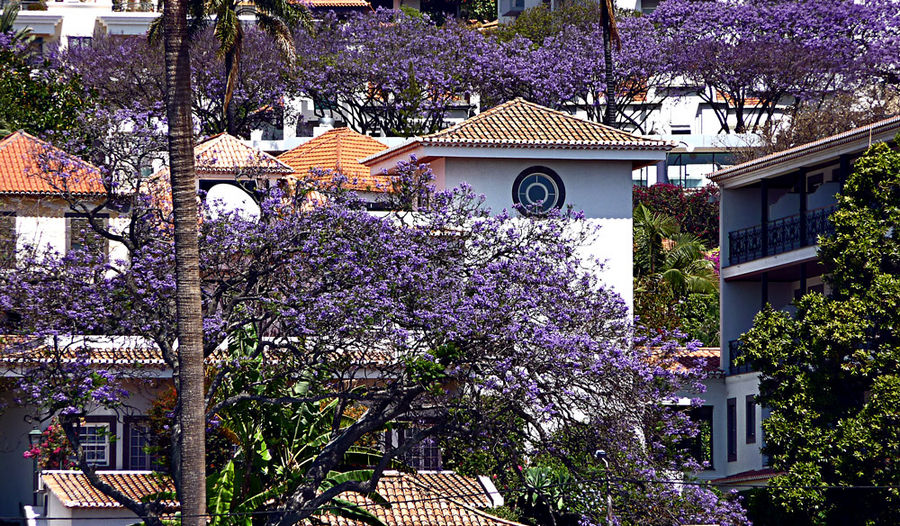 der Duft der Jacaranda