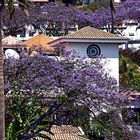 der Duft der Jacaranda