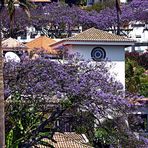 der Duft der Jacaranda