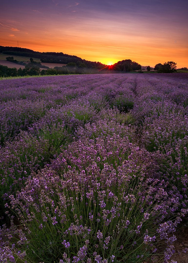 Der Duft der Provence 