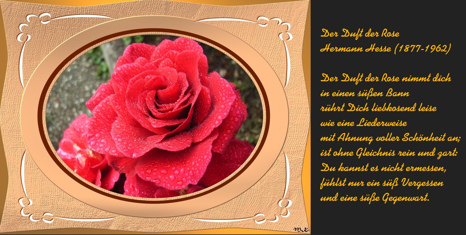 Der Duft der Rose