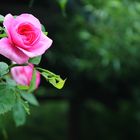 Der Duft der Rose