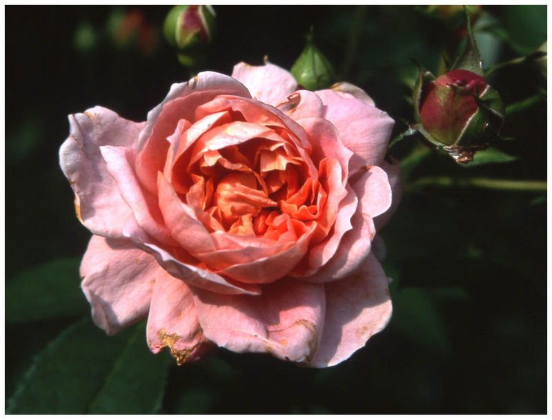 Der Duft der Rose