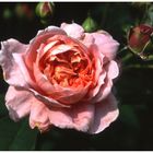 Der Duft der Rose