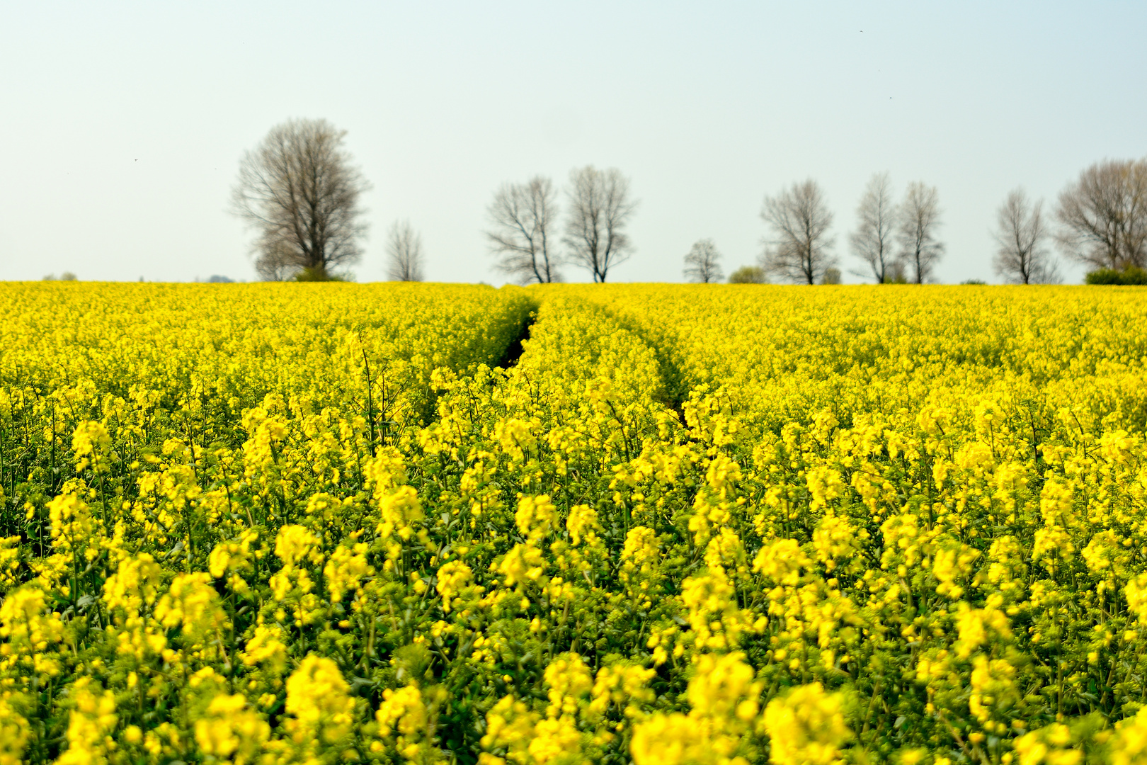 der Duft des Frühjahrs