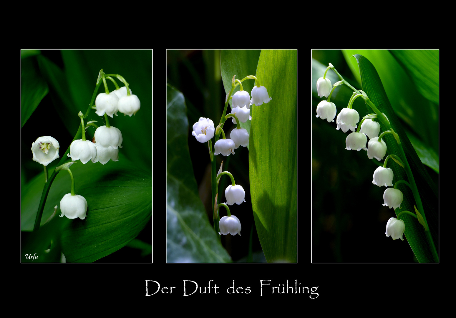 DER Duft des Frühling  (1904)