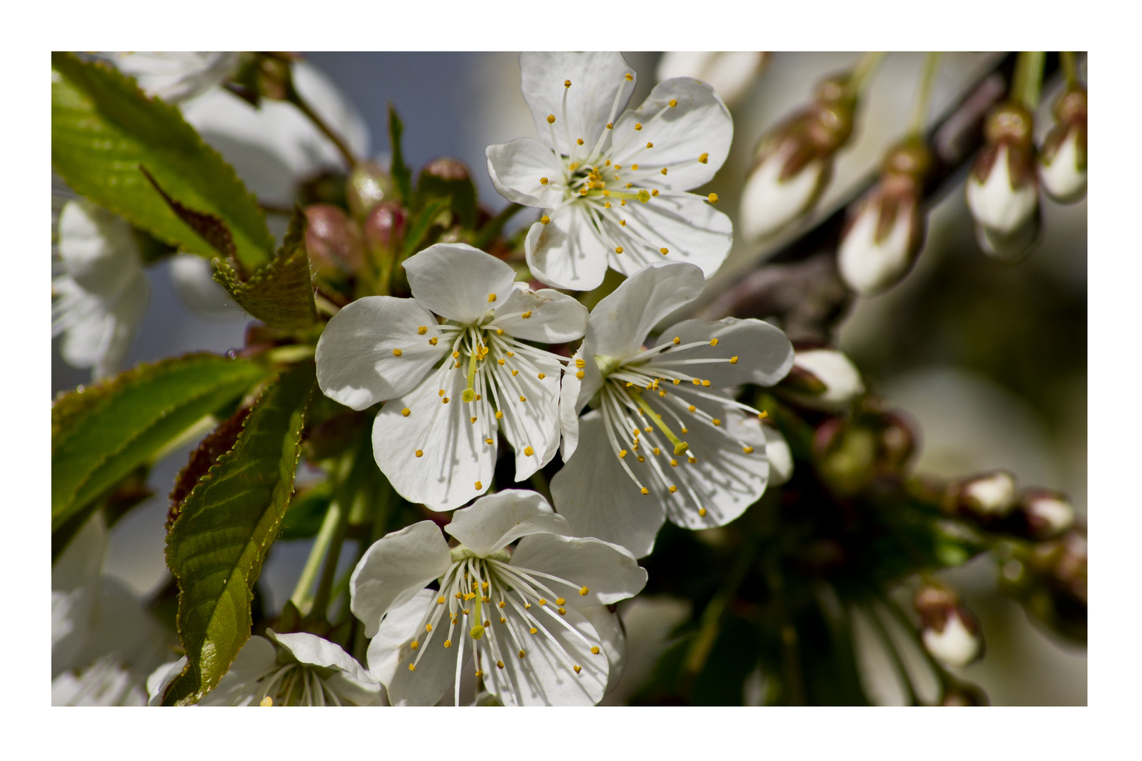 Der Duft des Frühlings