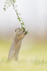 ~ Der Duft des Frühlings ~