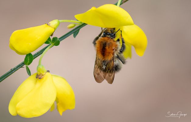 Der Duft des Ginsters