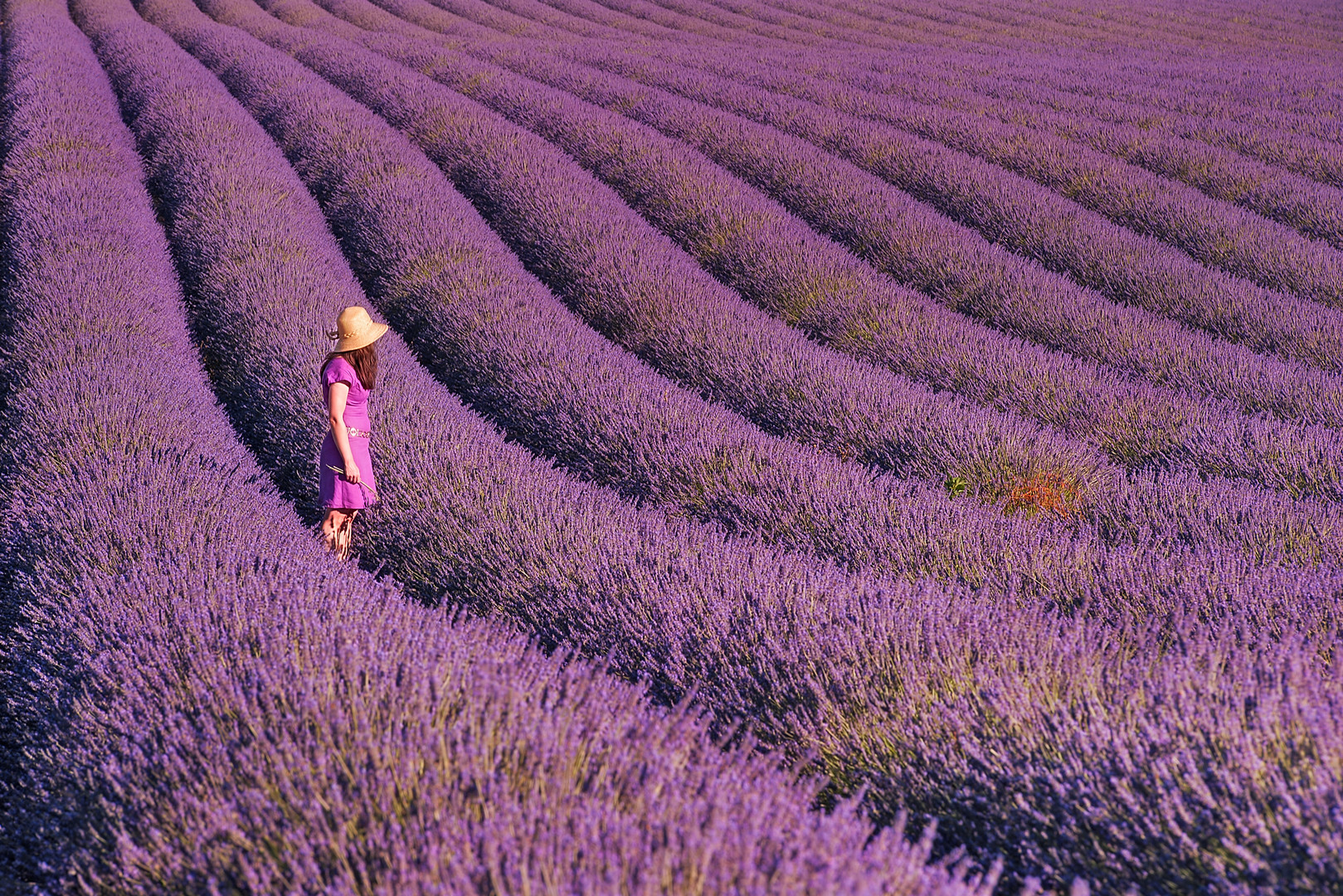 "Der Duft des Lavendel"