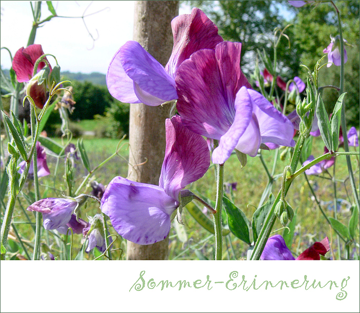 ...der Duft des Sommers