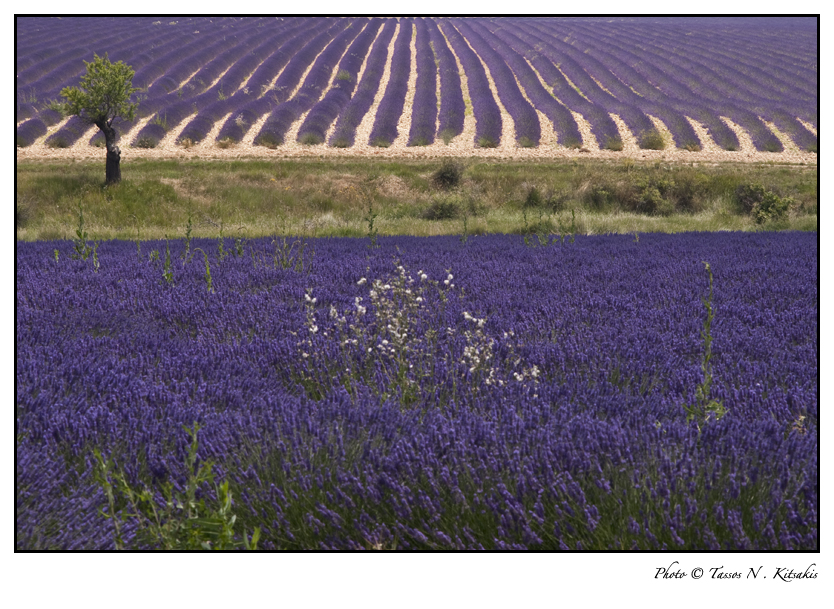 Der Duft des Sommers