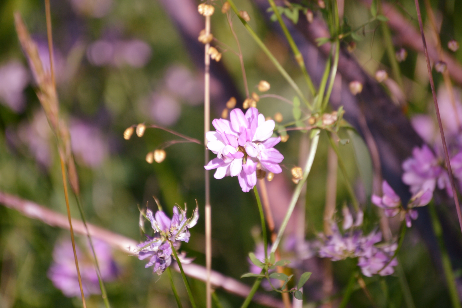 Der duft einer Blume