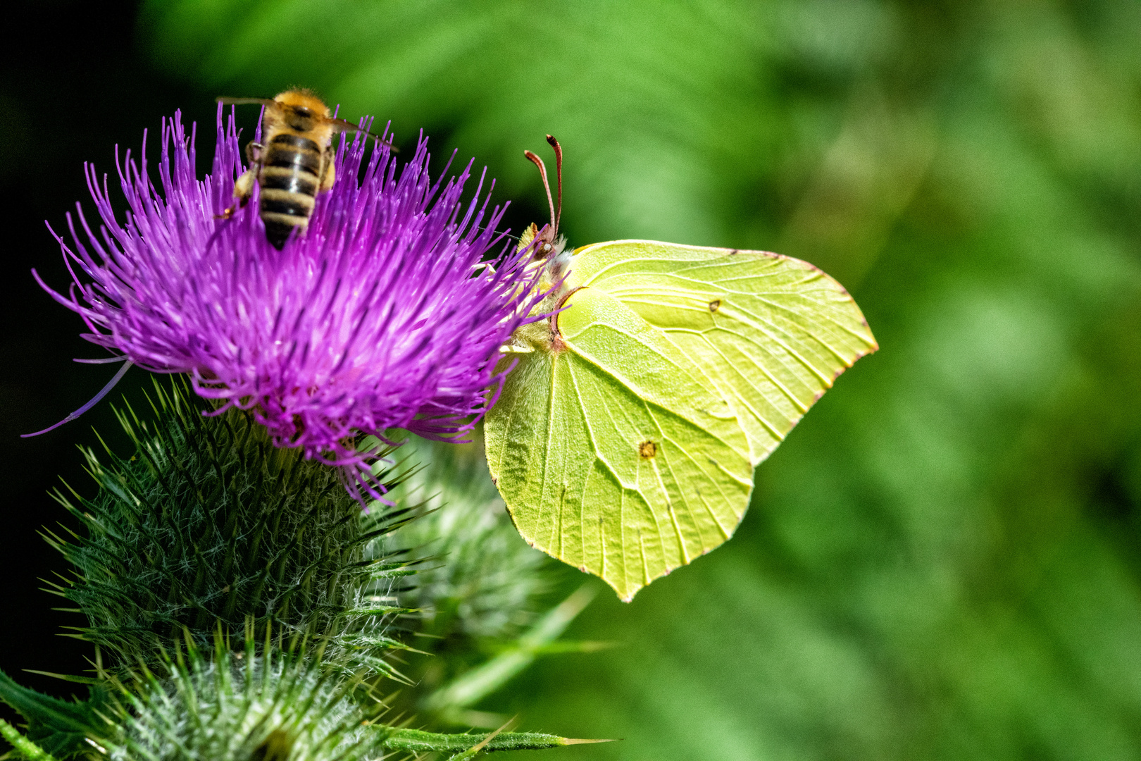 Der Duft und die lila Farbe der Distelblüte lockt verschiedene Gäste an!