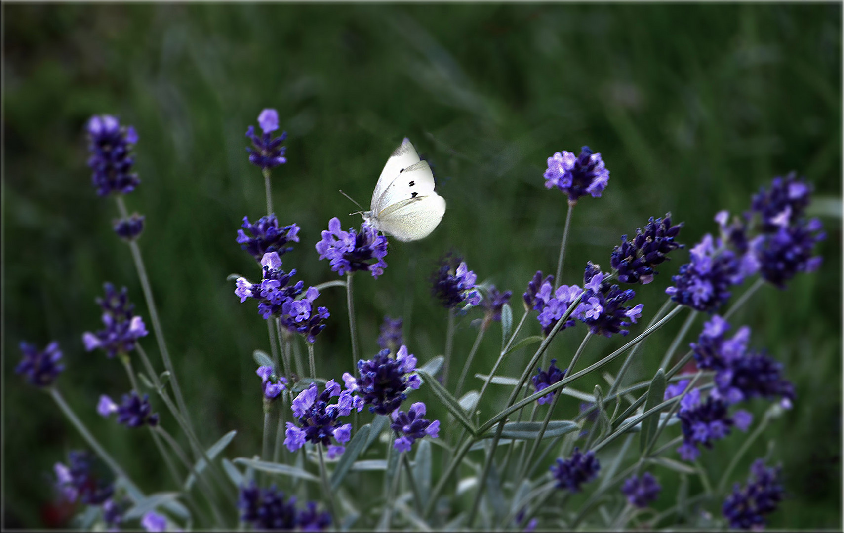 Der Duft von Lavendel