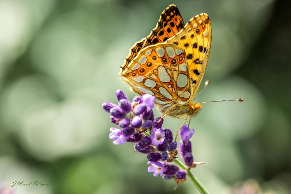 Der Duft von Lavendel