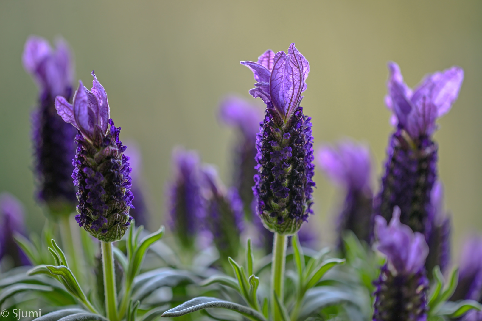 Der Duft von Lavendel