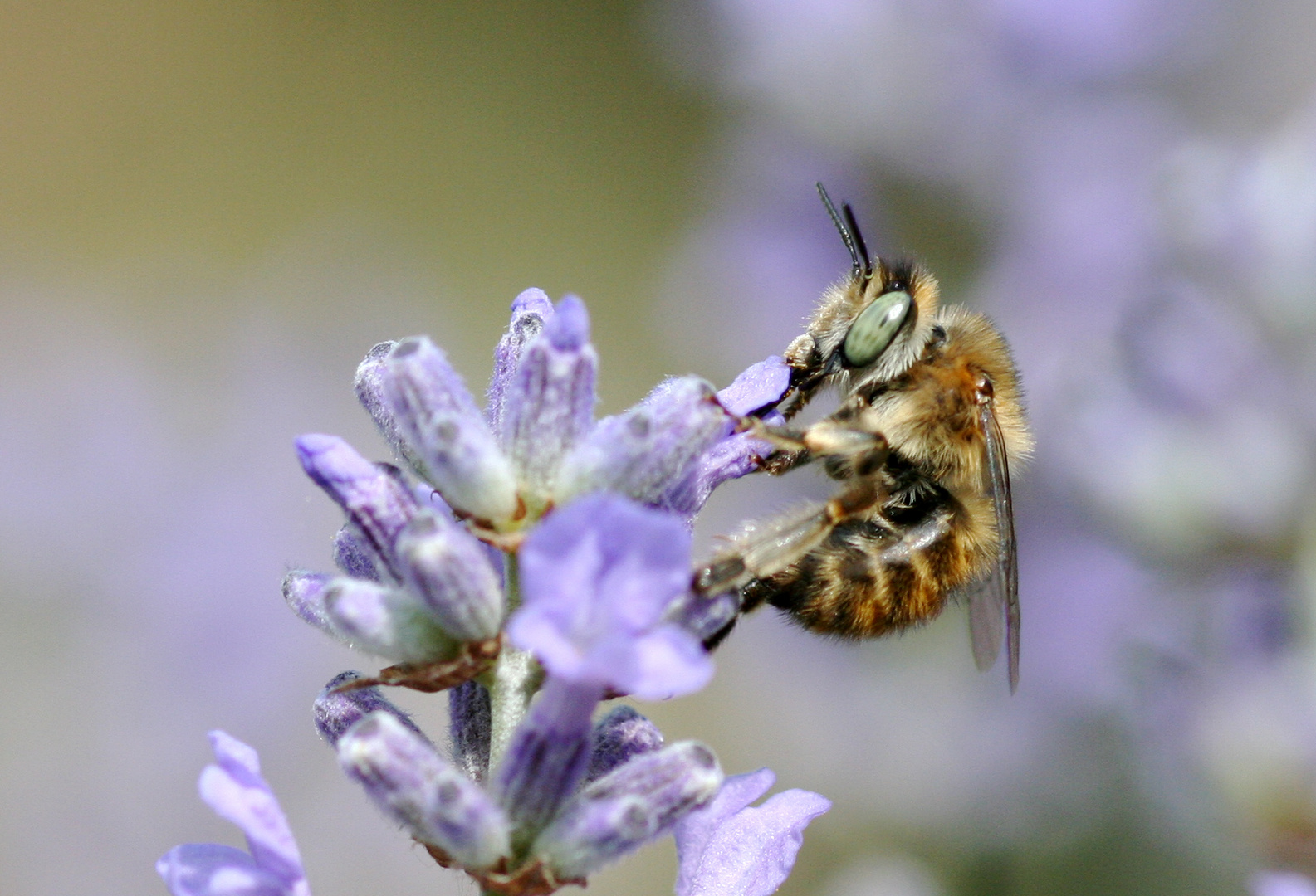 Der Duft von Lavendel