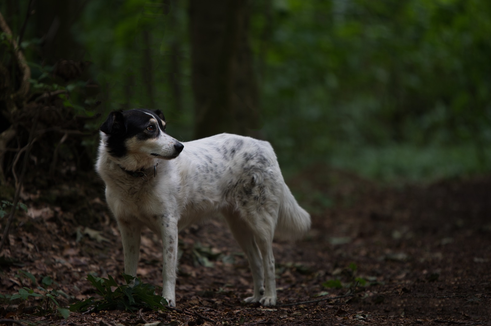 Der Dunkel Wald