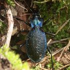 Der Dunkelblaue Laufkäfer (Carabus intricatus) ...