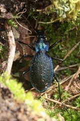 Der Dunkelblaue Laufkäfer (Carabus intricatus) ...