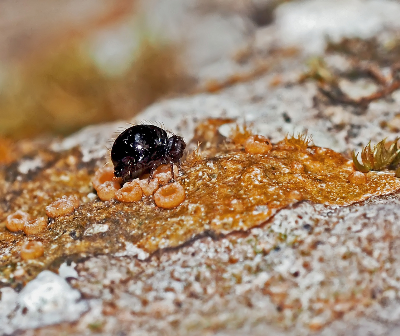 Der Dunkelbraune Kugelspringer (Allacma fusca) frisst Flechten!  (Foto 1)