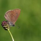 Der dunkle Ameisenbläuling am Wiesenknopf