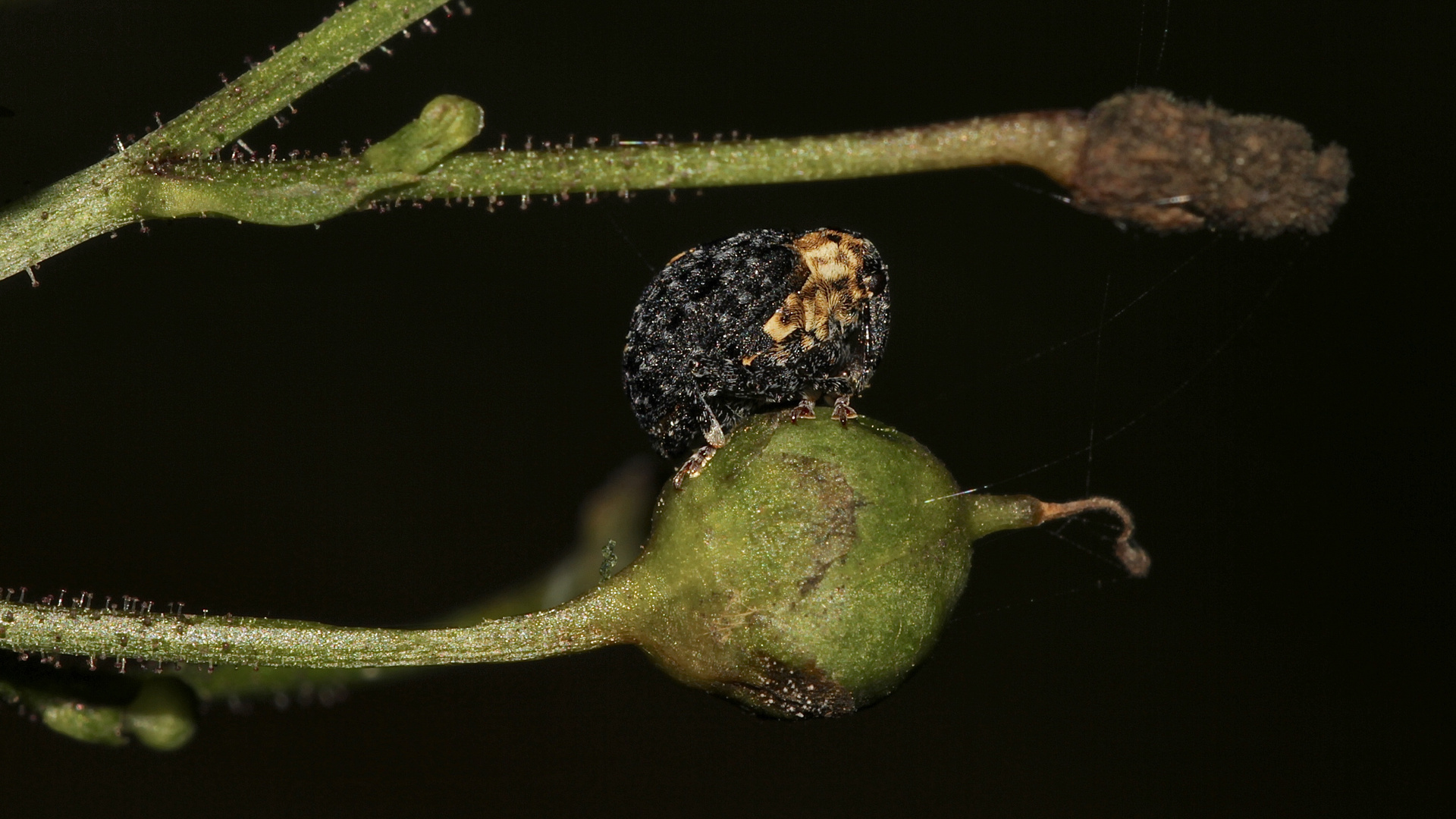 Der Dunkle Braunwurzschaber (Cionus tuberculosus)