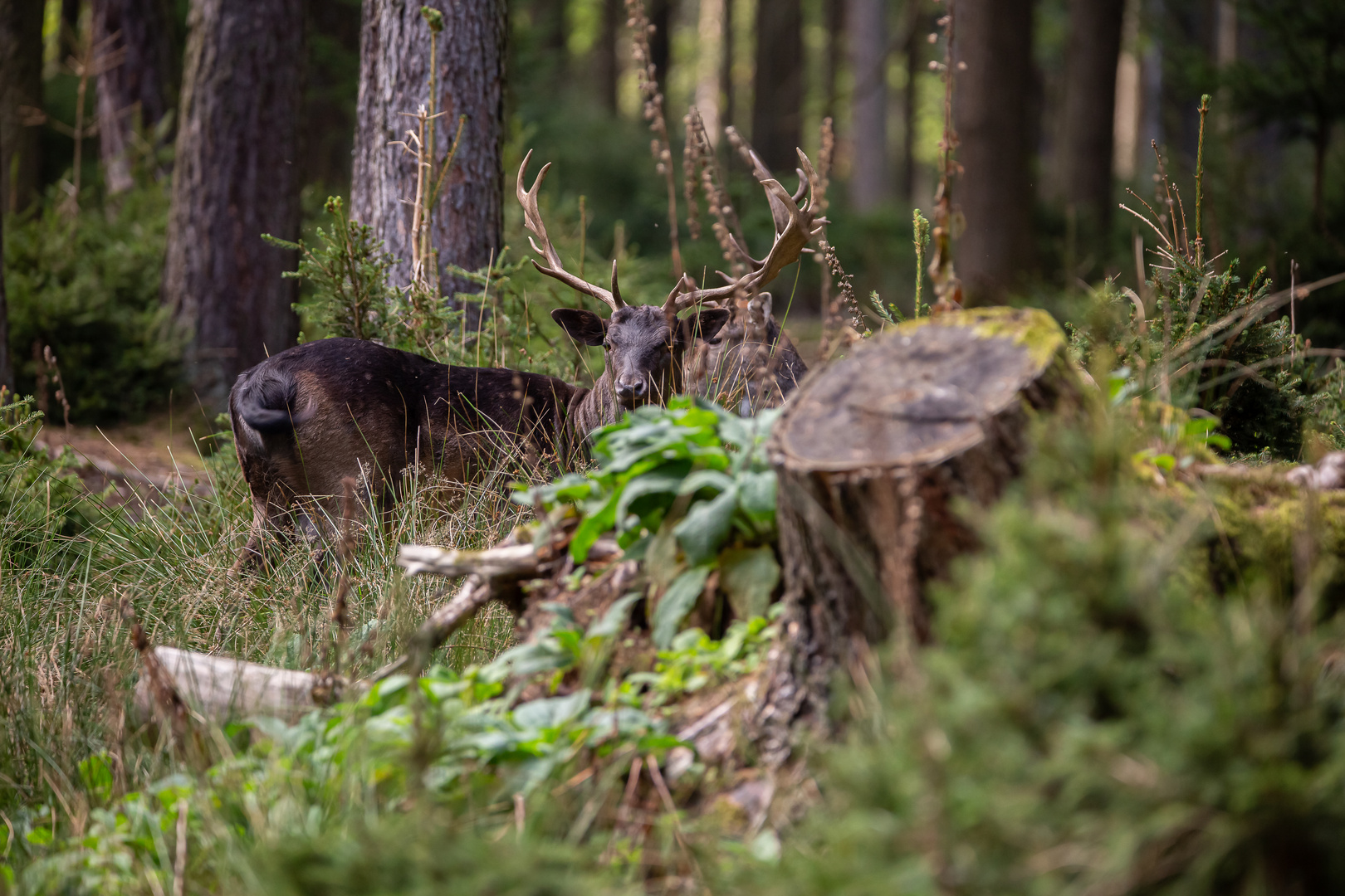 Der dunkle Damhirsch