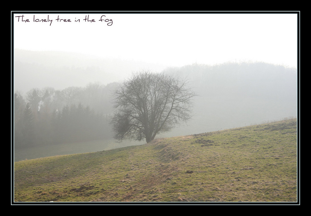 Der Dunst, der Baum, das Licht