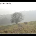 Der Dunst, der Baum, das Licht