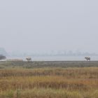 Der Dunst des Herbstes