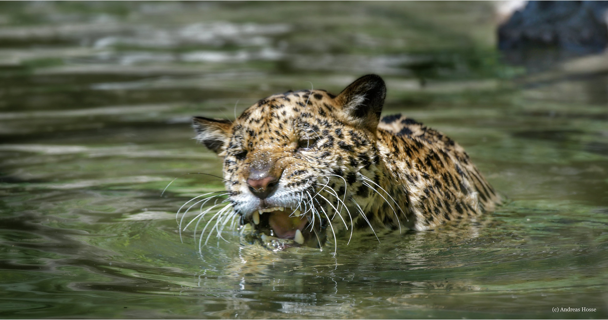 Der durch das Wasser schleicht