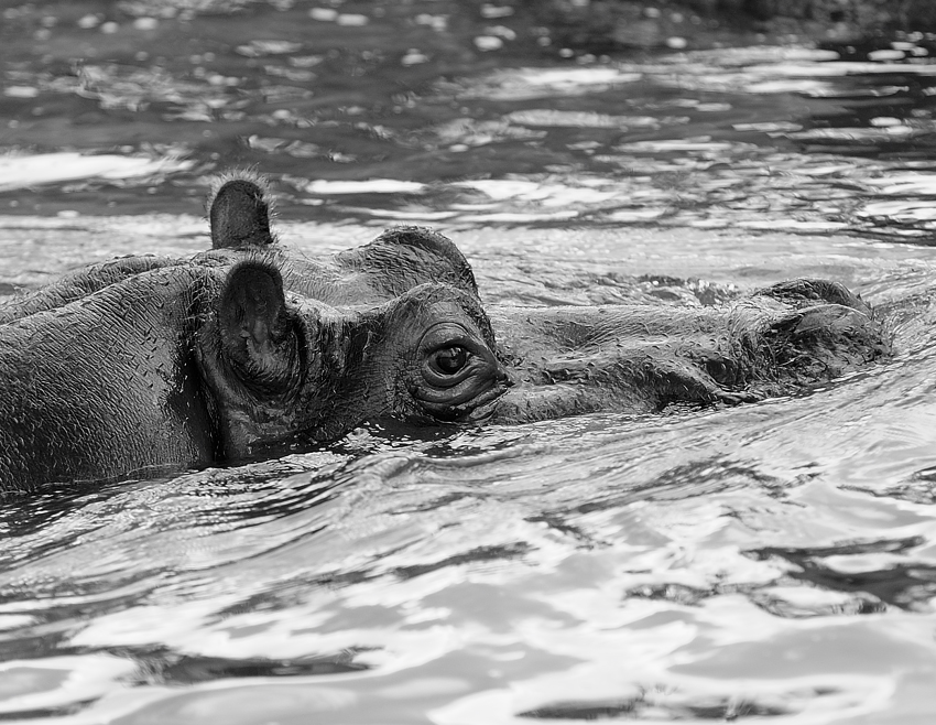 Der durch den See schwimmt