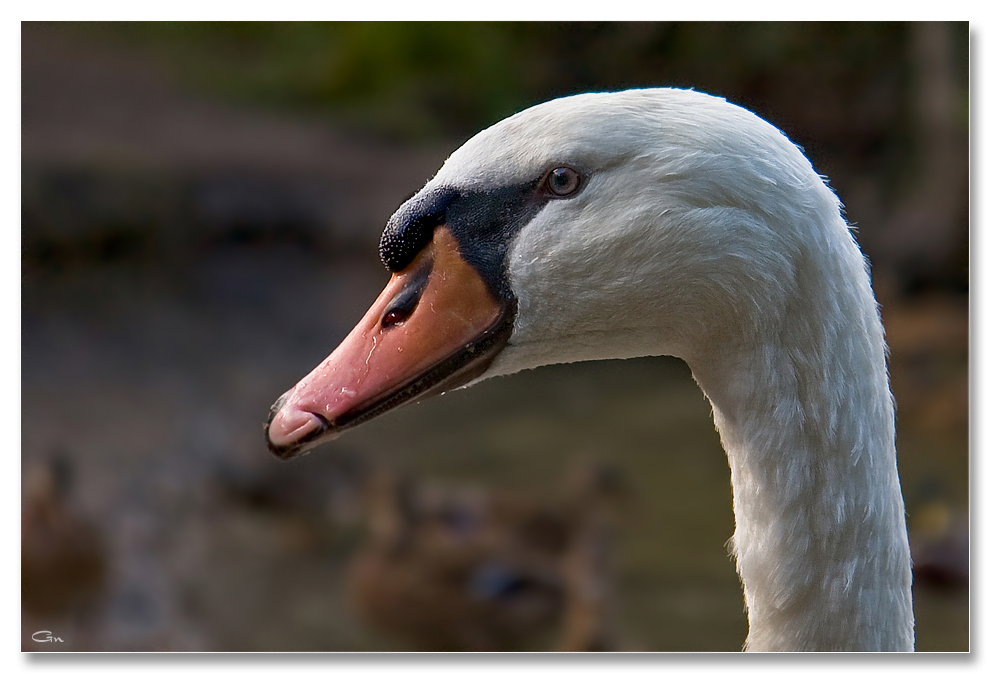 Der durchdringende Blick