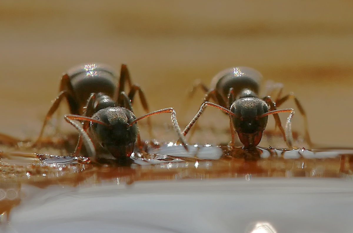 Der Durst der Ameisen