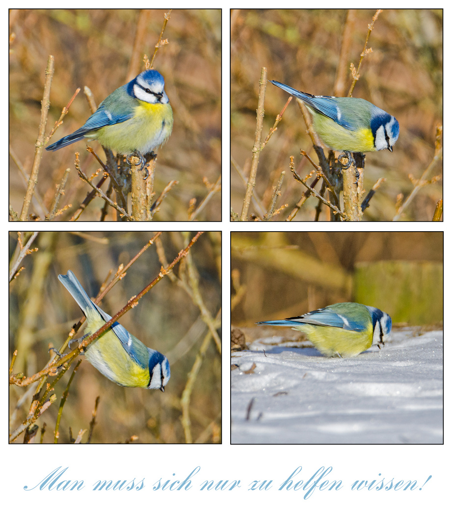 Der Durst trieb die Blaumeise in den Schnee, . . .