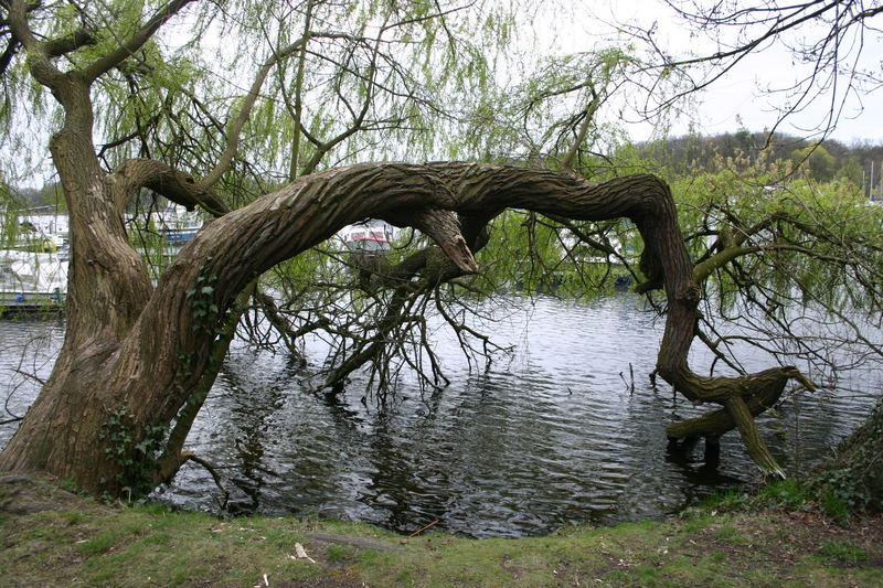 der durstige Baum